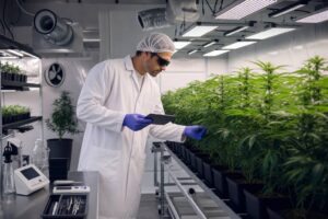 5 razones por las que es importante contar con asesoramiento personalizado al cultivar marihuana